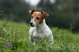 JACK RUSSEL 237